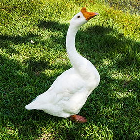 White Chinese Gosling Male