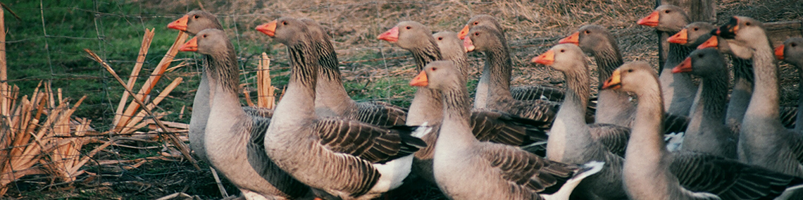 Compare Geese Breeds