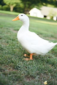 Where to Find Adult Ducks to Replace the One I Lost?