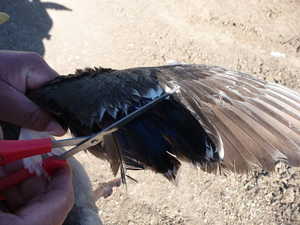 Clipping Duck and Goose Wings to Prevent Flight