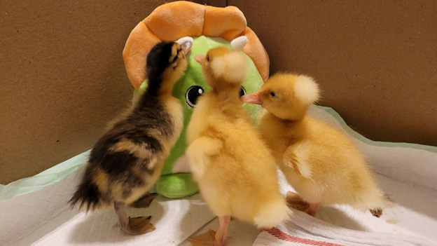 Ducks as Pets