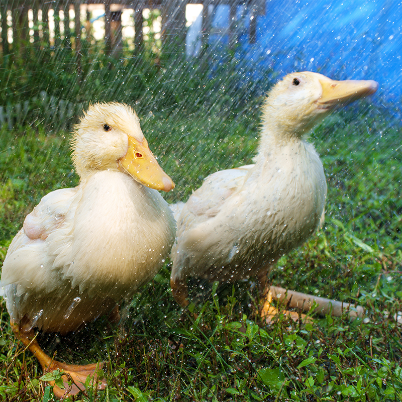 Keeping Your Ducks Cool During A Heat Wave