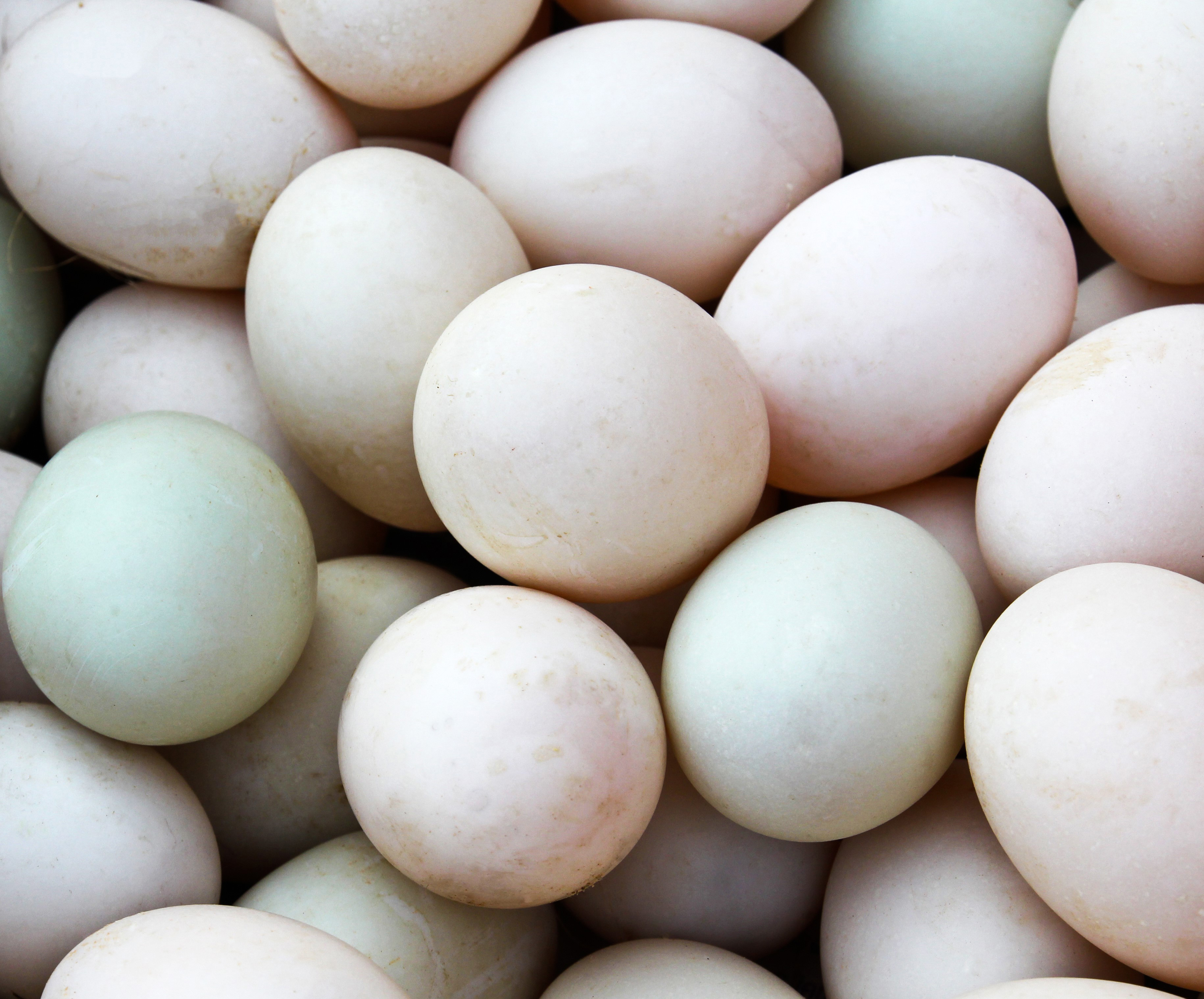 Mixed Duck Hatching Eggs