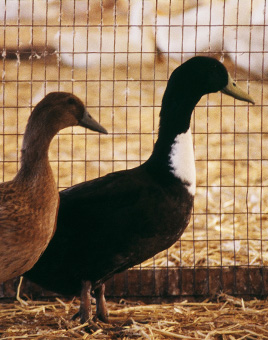 Golden 300 Hybrid Layer Ducks