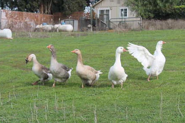 Mixed Goslings Unsexed