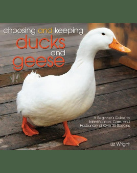 Choosing and Keeping Ducks and Geese for Sale