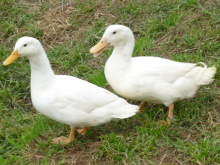 Duclair Duckling Male