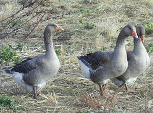 French Toulouse Goose Male