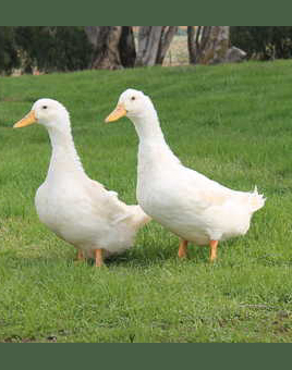 Pekin Grimaud Hybrid Ducks for Sale