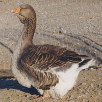 Large Dewlap Toulouse Geese
