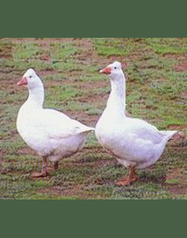 Roman Tufted Geese for Sale
