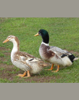 Silver Appleyard Ducks for Sale