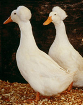 White Crested Ducks for Sale