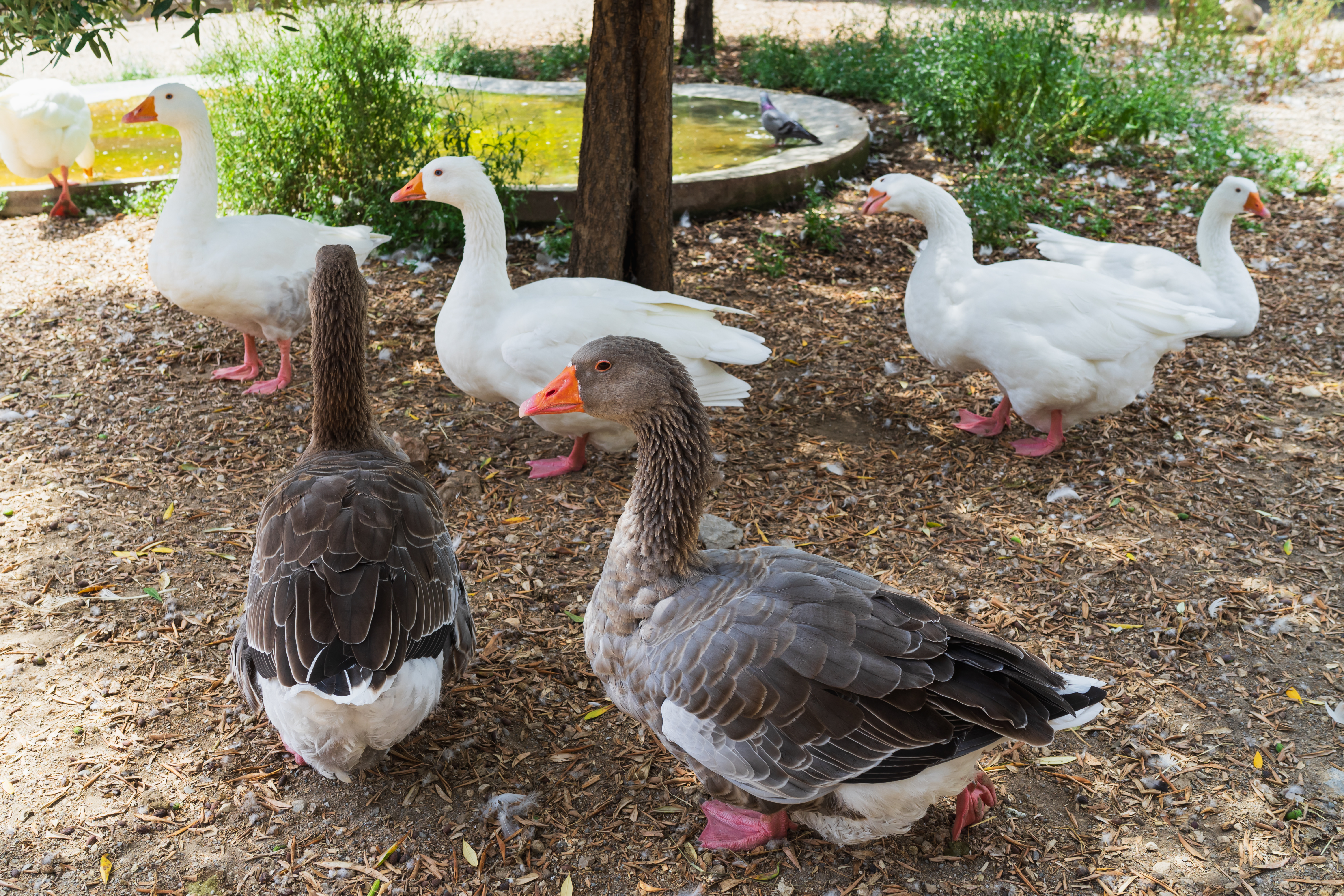 Mixed Goslings
