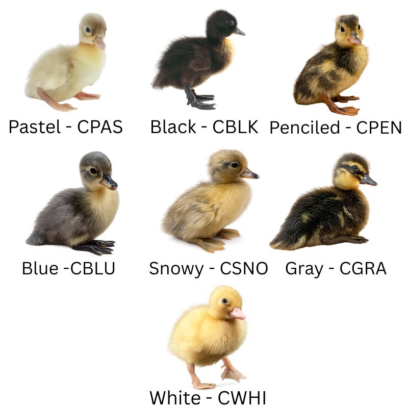 Two Black Call Ducks with White Text | Call Ducks | Metzer Farms | Buy Call Ducks from Metzer Farms | Pastel & Snowy Call Ducks for Sale | Call Duck Breeds & Colors