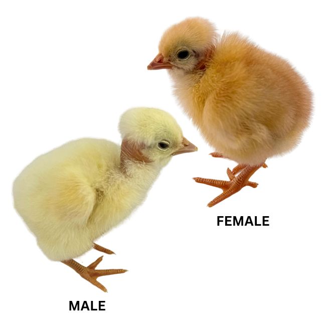 Adult Pioneer Chickens | Pioneer Chickens for Sale | Metzer Farms | Buy Pioneer Chickens Online from Metzer Farms | Pioneer Chickens | Pioneer Chicken Breed | Live Baby Chicks