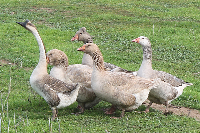 Fancy Goose Package for Sale