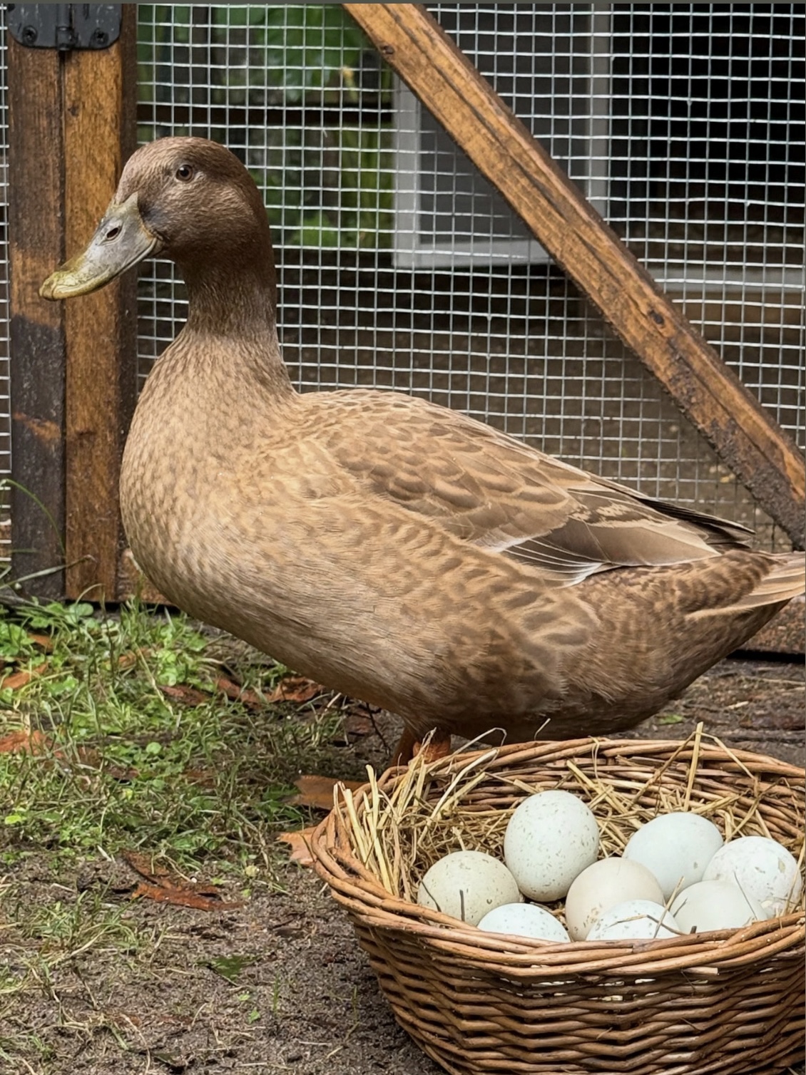 Two Khaki Campbell Ducks | Khaki Campbell Ducks | Metzer Farms | Duck Breed: Khaki Campbell | Female & Male Ducks for Sale | Breeding Khaki Campbell Ducks for Eggs
