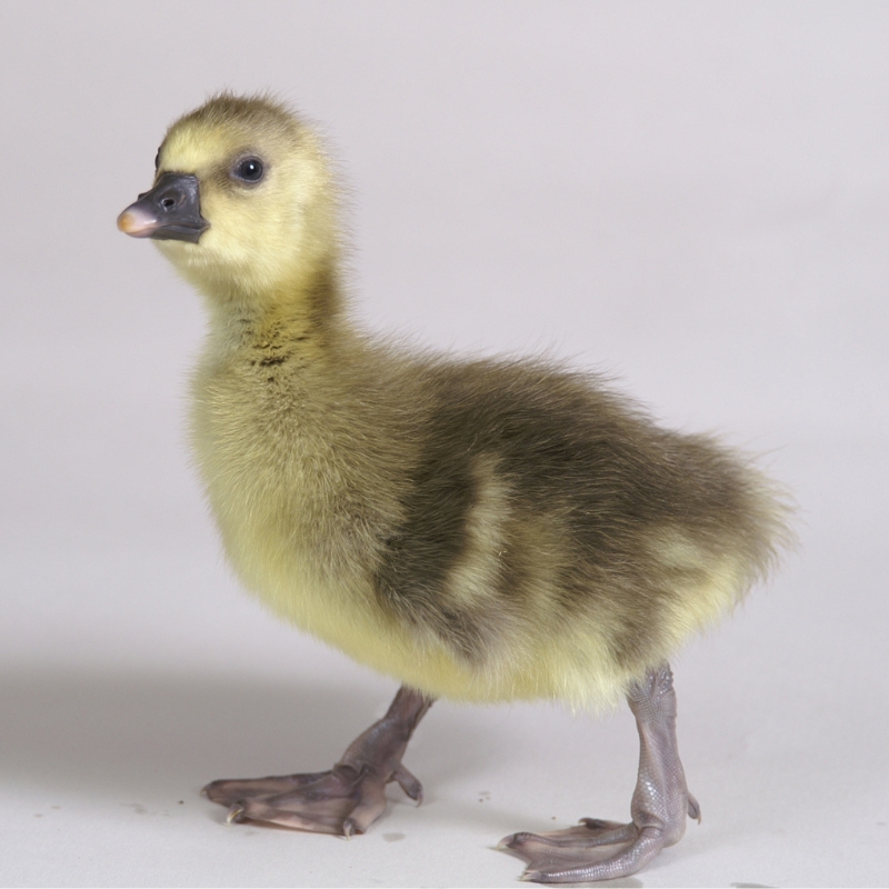 Adult Large Dewlap Toulouse Goose | Large Dewlap Toulouse Geese for Sale | Metzer Farms | Buy Dewlap Geese & Goslings from Metzer Farms | Toulouse Geese Characteristics
