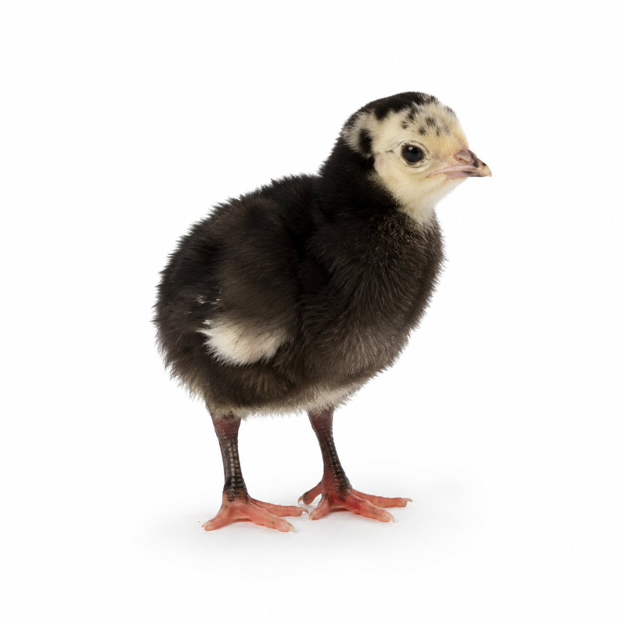 Black Spanish Turkeys | Metzer Farms | Buy Black Spanish Turkeys Online from Metzer Farms | Black Spanish Tom | Black Spanish Hen | Black Spanish Turkeys as Pets or for Eggs | Live Black Spanish Turkeys for Sale