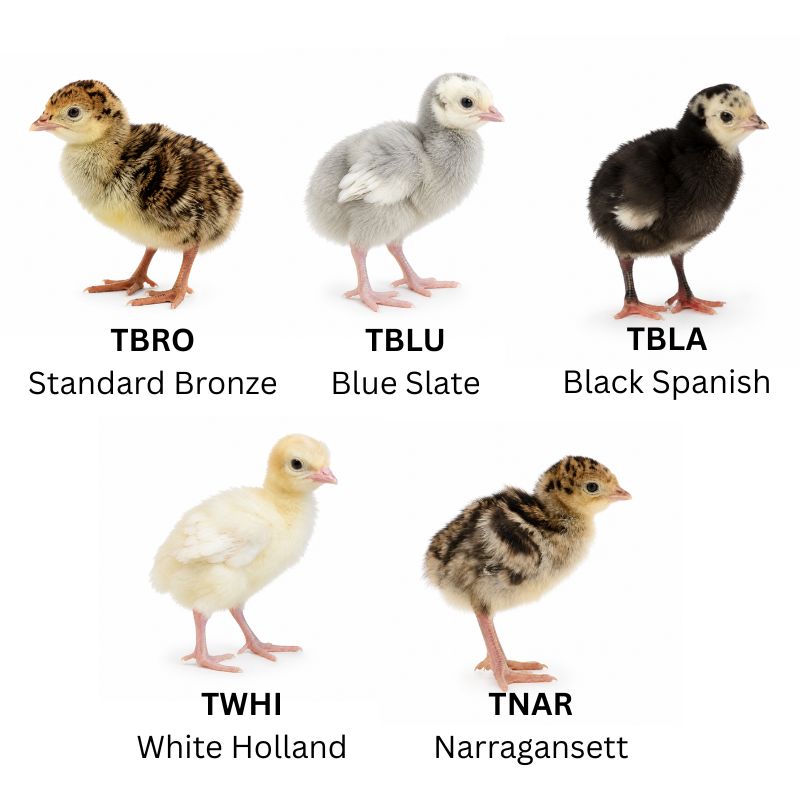 Heritage Turkeys | Heritage Turkey Assortment | Metzer Farms | Buy Heritage Turkey Poults Online from Metzer Farms