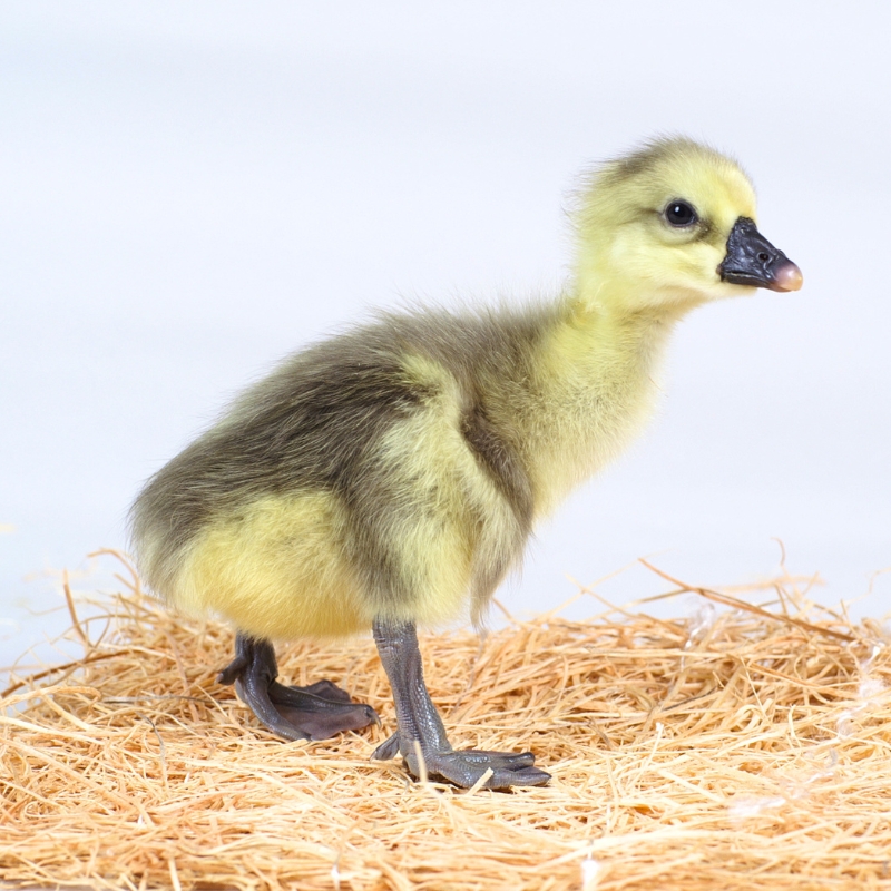 Three Adult African Geese | Live African Geese for Sale | Metzer Farms | Buy African Goslings Online from Metzer Farms | Male & Female Goose Options | Baby African Goose for Sale