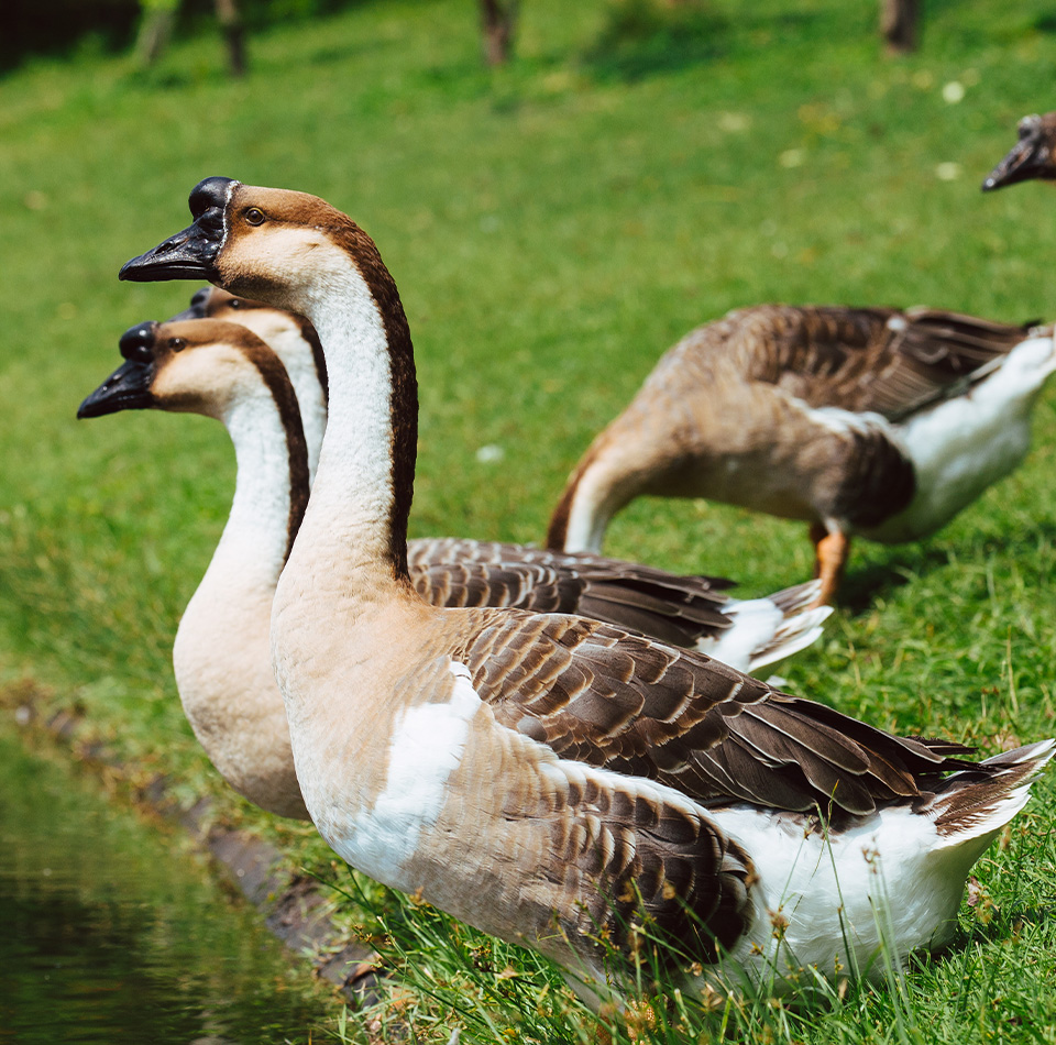 African Gosling (A♀) Female
