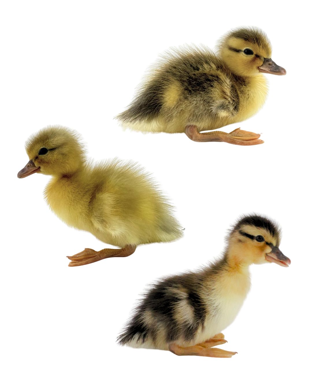 Adult Australian Spotted Ducks | Australian Spotted Ducks for Sale | Metzer Farms | Buy Australian Spotted Ducklings Online from Metzer Farms | Straight Run Australian Spotted Ducks | Australian Spotted Duck Breed | Live Baby Ducks
