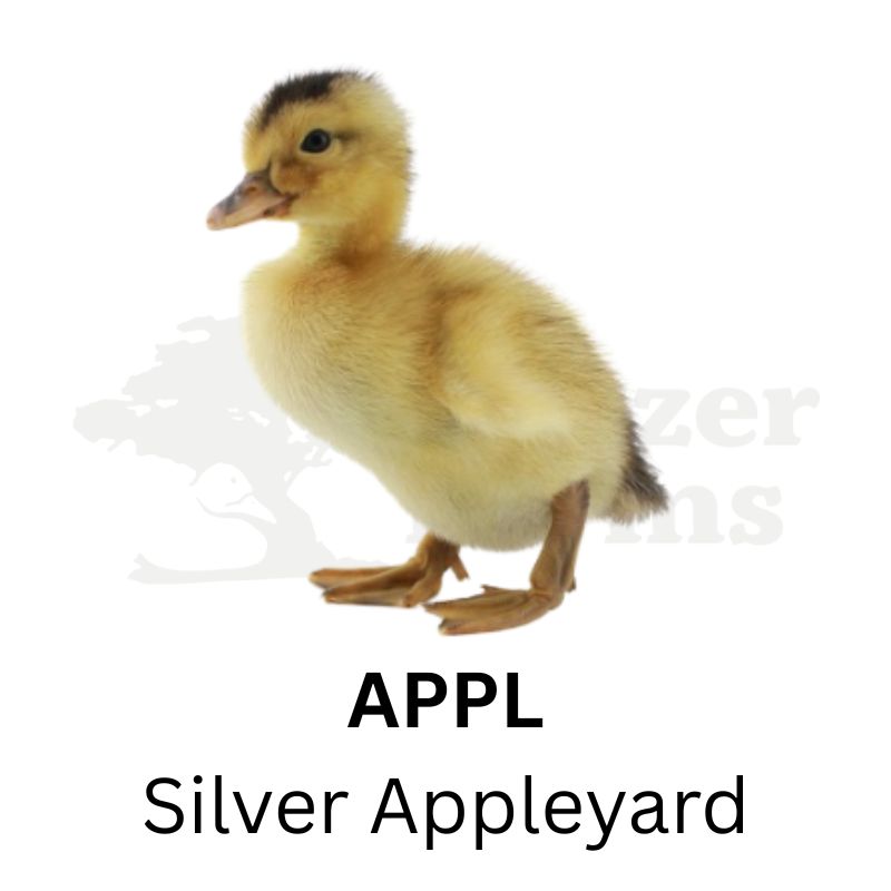 Premium Duck Assortment | Metzer Farms | Premium Ducks for Sale Online | Ducks for Sale