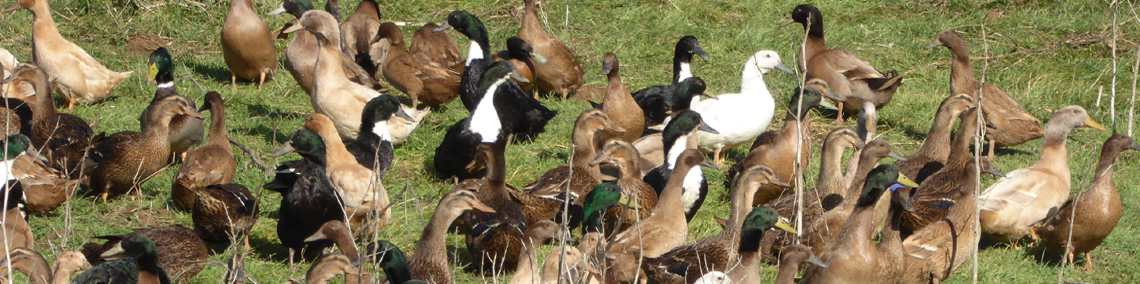 Compare Duck Breeds