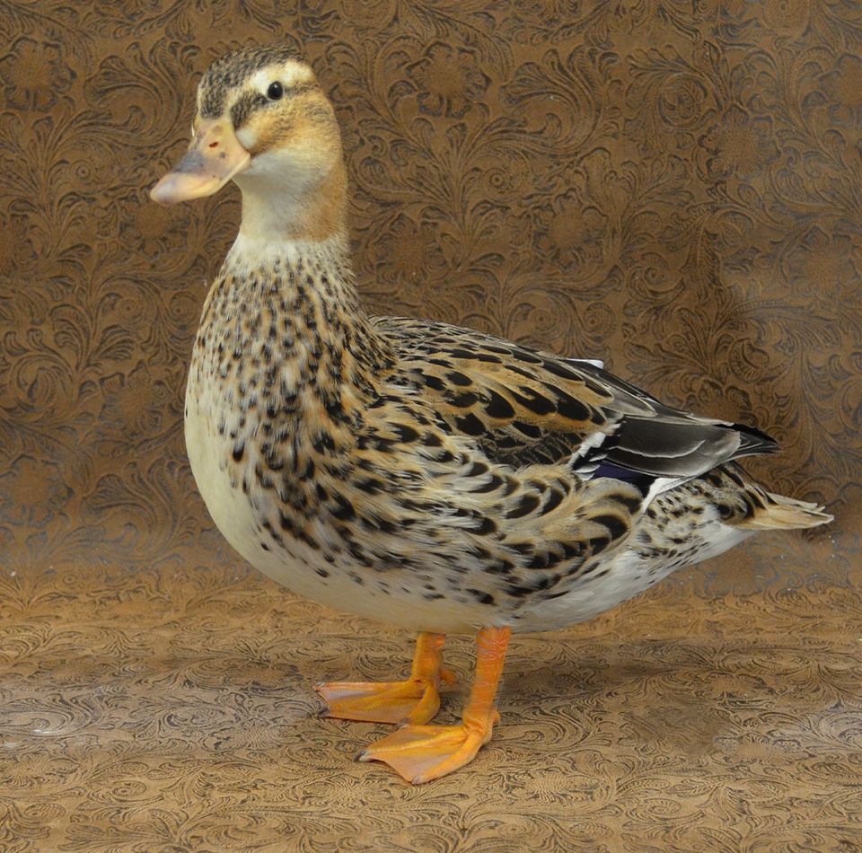 Adult Australian Spotted Ducks | Australian Spotted Ducks for Sale | Metzer Farms | Buy Australian Spotted Ducklings Online from Metzer Farms | Straight Run Australian Spotted Ducks | Australian Spotted Duck Breed | Live Baby Ducks