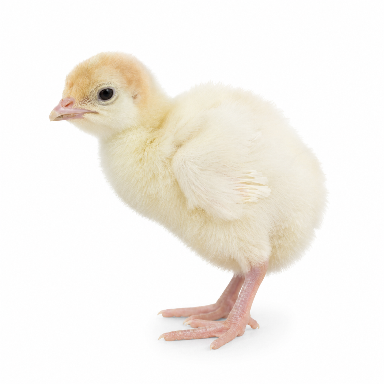 Broad Breasted White Turkeys | Metzer Farms | Buy Broad Breasted White Turkeys Online from Metzer Farms | Broad Breasted White Tom | Broad Breasted White Hen | Broad Breasted White Turkeys as Pets or for Eggs | Live Broad Breasted White Turkeys for Sale