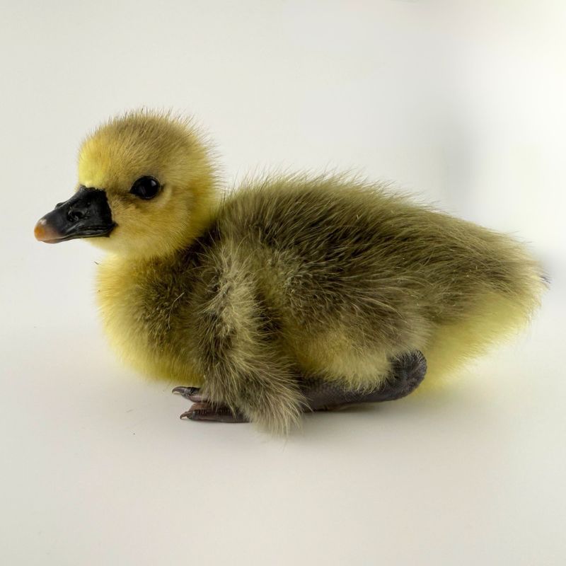 Buff Toulouse Goose in a Field | Buff Toulouse Geese | Metzer Farms | Buff Toulouse Geese For Sale Online | Buff Goslings Available Today | Buy This Rare Goose Breed From Metzer Farms