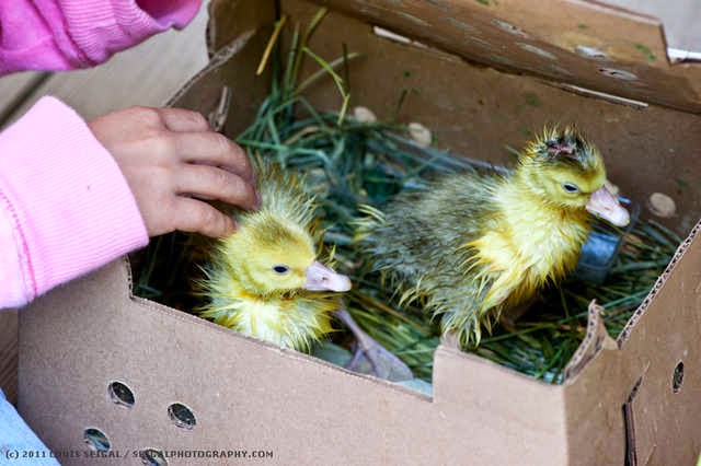 Sebastopol Geese Hatching and Raising Their Own Goslings