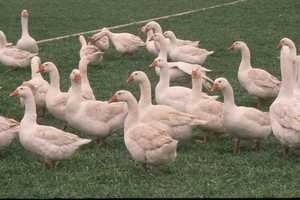 The Popularity of Christmas Geese in England
