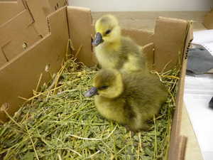 How to Differentiate African and Toulouse Goslings