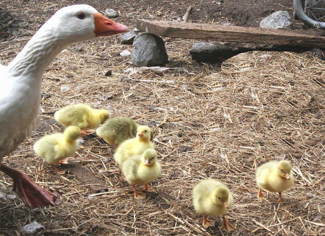 Geese As Adoptive Parents