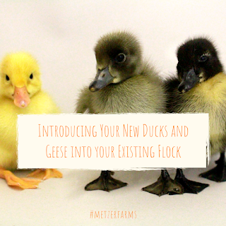 Introducing Your New Ducks and Geese into Your Existing Flock
