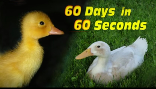 Duckling to Duck in 60 Seconds!
