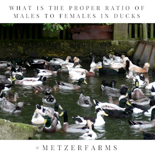 Male to Female Ratio: How Many Males and Females Should You Have for Ducks?