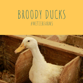 Broody Ducks
