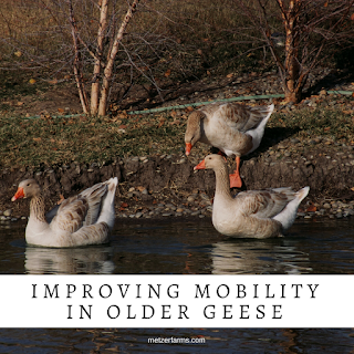 Improving Mobility in Older Geese