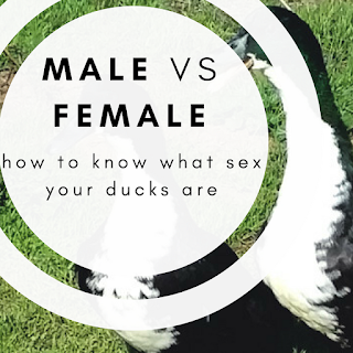 Male vs Female: How to Identify Adult Ducks