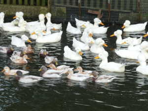 Do Ducks Prefer Showers or Baths? Research Results
