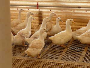 How to Use Lights to Increase Duck Egg Production