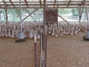 Results of Duck Breeder Flock Culling