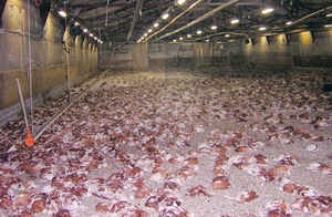 Insuring Poultry Flocks In Case Of Catastrophic Disease
