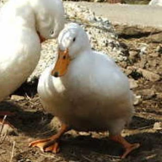 Niacin: What is it and Why do my ducklings and goslings need it?
