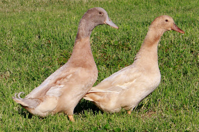 Buff Ducks!  What are they and Where are they from?