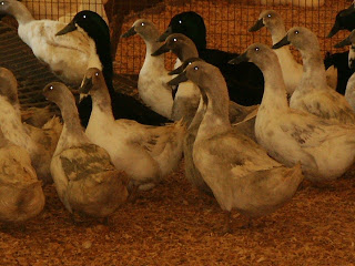 Two Duck Breeds Only Available July 18 and 25 This Year